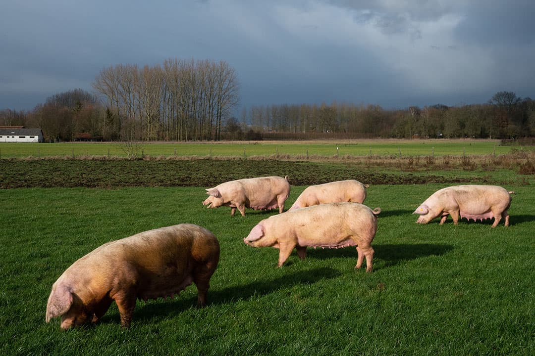 Berend Jansema in Vlagtwedde is bezig met het strooien van kali op grasland dat hij geruild heeft met de buurman-veehouder. Het is de bedoeling dat er zetmeelaardappelen in gepoot worden. Het grasland heeft hij doodgespoten, nu de kali erop en de volgende dag wordt het perceel verder bewerkt. - Foto: Koos van der Spek