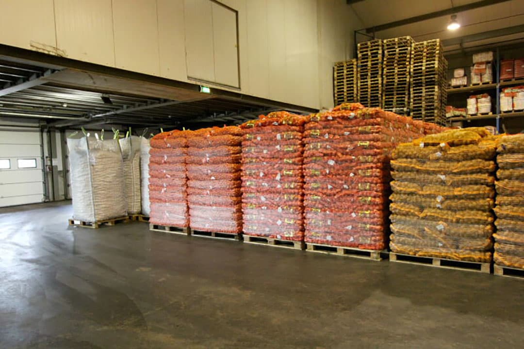 Het pootgoed voor uiteindelijke levering aan telers wordt secuur gelezen voor het in de baal gaat.