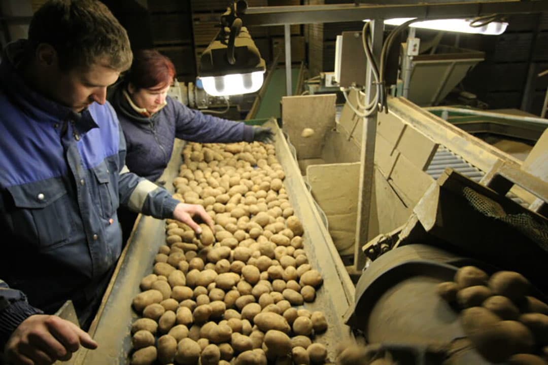 Voor de uien de verwerking in gaan worden ze eerst ontdaan van pellen, kluiten en andere tarra.