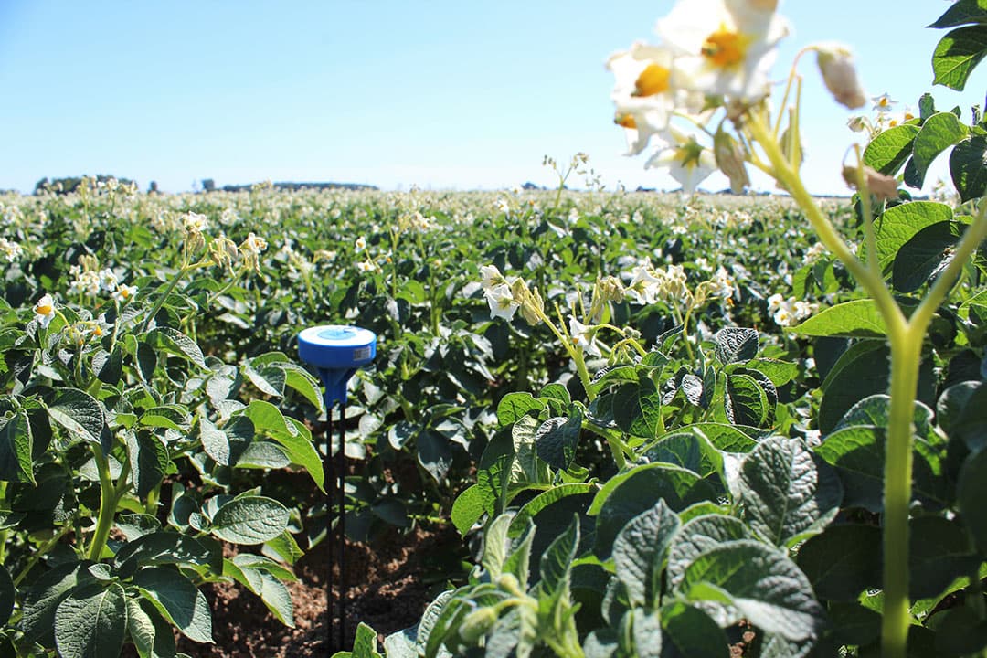 Bodemvochtsensoren zijn er in diverse soorten en maten. Er is een trend naar het gebruik van LPWAN-netwerken voor de communicatie. - Foto: AppsforAgri