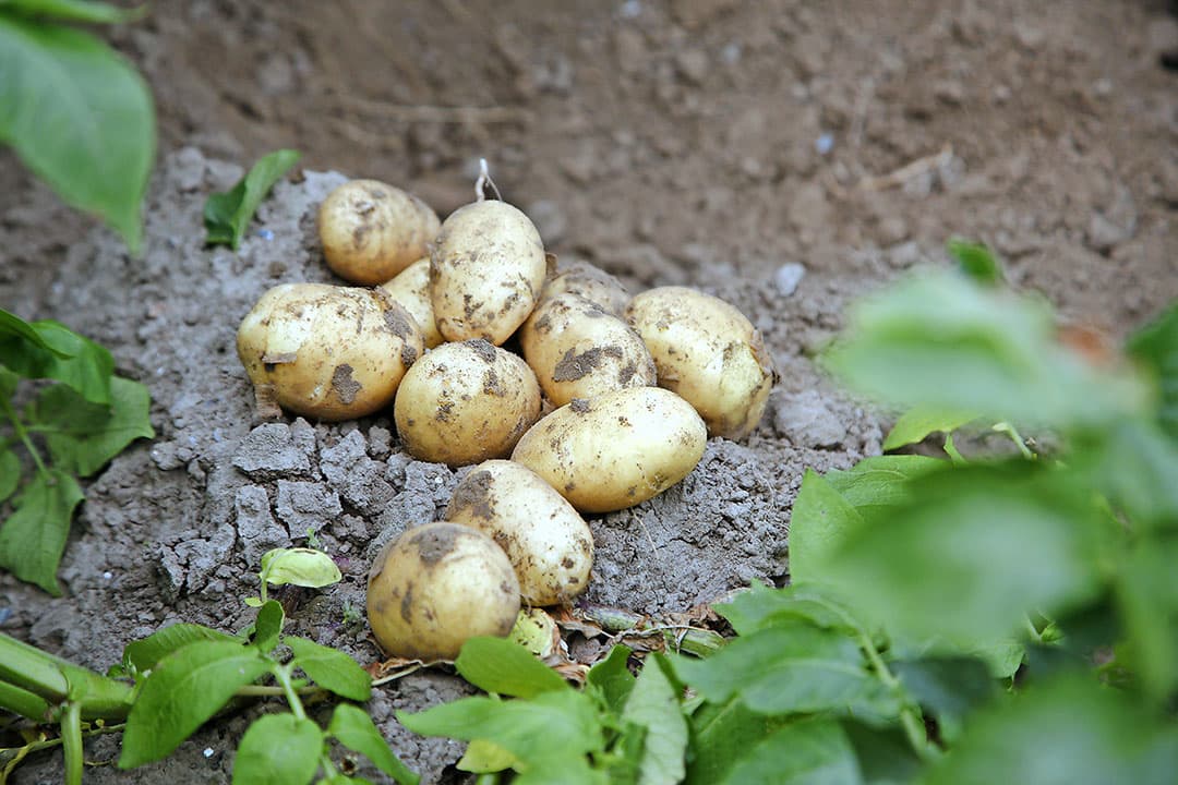 Foto: Hans Prinsen