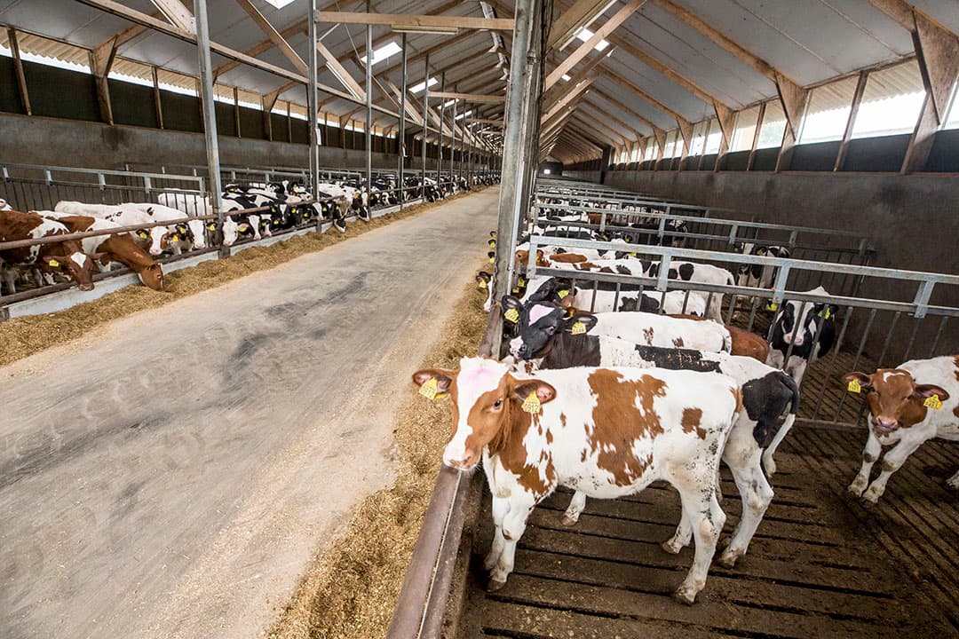 Foto: Koos Groenewold