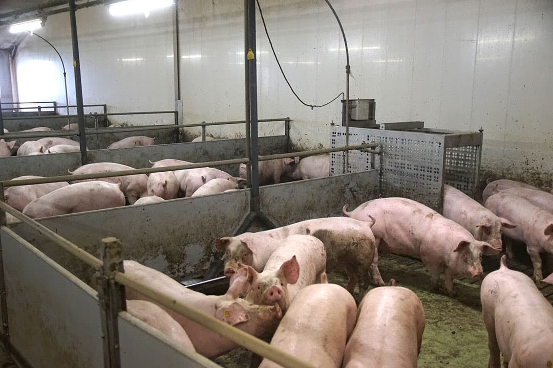 Foto: Boerderij