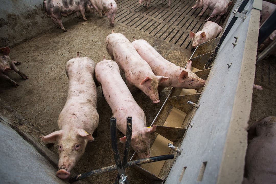 Het voeren van bijproducten aan vleesvarkens is momenteel economisch wat minder interessant. Toch is de verwachting voor de langere termijn niet negatief.