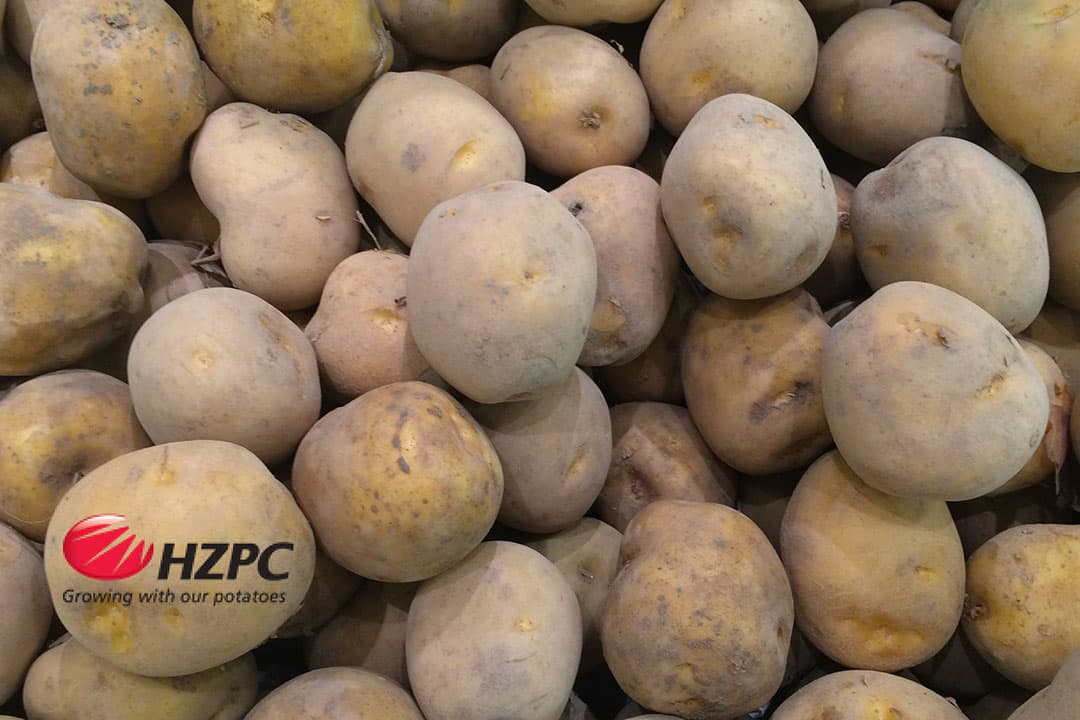 Foto: Canva en HZPC