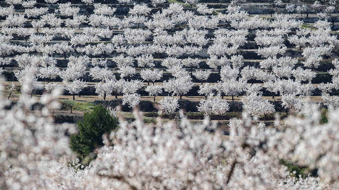 Het doek is gevallen voor de onmiskenbare populieren langs de weg in de Zeeuwse Hedwigepolder. Na de allerlaatste tarweoogst van het afgelopen seizoen was er geen reden meer om de akkers te ploegen. De boomstammen vallen op grond waar het gras nu welig tiert. De polder met vruchtbare landbouwgrond wordt na jarenlange strijd teruggegeven aan het water. - Foto: Marcel van den Bergh