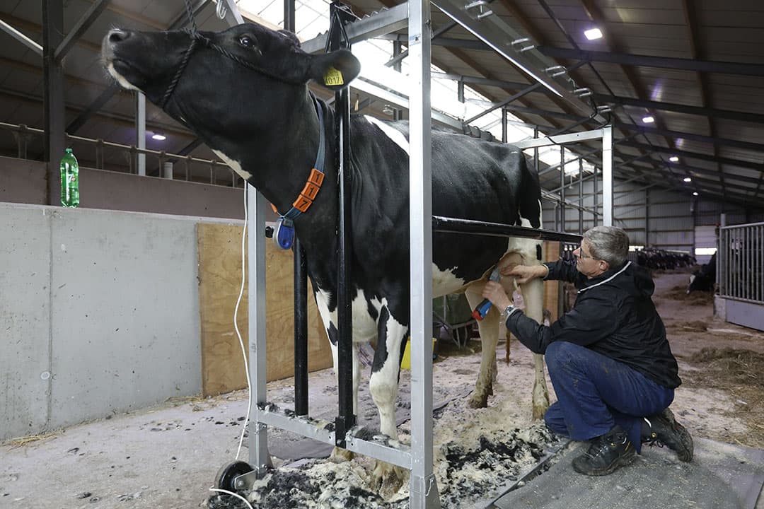 Melkveehouder Marco Verdoold laat zijn koeien professioneel wassen, scheren en bijkleuren voor de wintershow in Noordeloos. - Foto: VidiPhoto