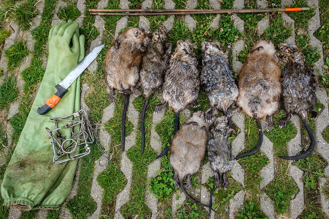 (C) Roel Dijkstra Fotografie / Foto : Fred Libochant  Bergambacht / Krimpenerwaard / muskusrattenbestrijding / muskusrattenvanger / bestrijding / Na jarenlange intensieve bestrijding dalen in het hele land de aantallen gevangen dieren. Dat duidt erop dat de aanpak succesvol is en dat het probleem onder controle is.