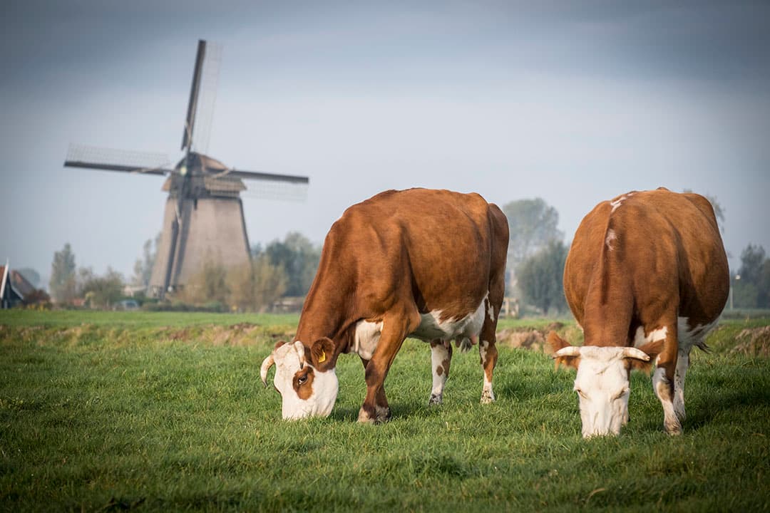 Foto: Bertil van Beek