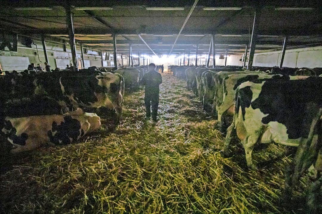 De koeienmarkt in Leeuwarden is op de woensdagavond. Een kwartier tot een half uur voordat de markt begint gaan de lichten nog even uit. Het is de bedoeling dat er niet voor aanvang van de markt wordt gehandeld.