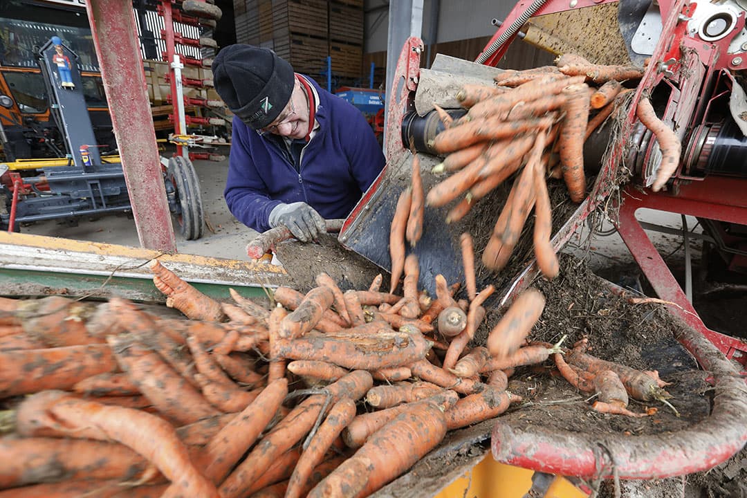 Na 3 maanden in de koelcel rolt 320 ton peen over de lopende band naar de vrachtwagens. De peen van biologische groenteteler de Lingehof in het Betuwse Hemmen, zijn bestemd voor de industrie. De wortels zijn volgens de teler André Jurrius van goede kwaliteit.   Foto: Vidiphoto