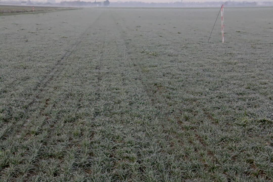 Dit mengsel met veel Japanse haver wordt begin februari geploegd. Op dit perceel worden dit jaar biologische aardappelen geteeld.