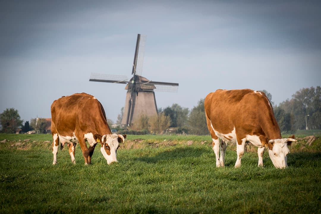 Foto: Bertil van Beek