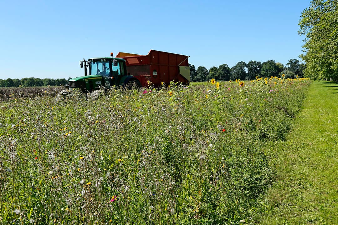 Een bloemenrand langs een perceel winterveldbonen. De provincies Noord-Holland en Friesland verplichten hun pachters een bloemrijke kruidenstrook in te zaaien op bouwland. Foto: Henk Riswick