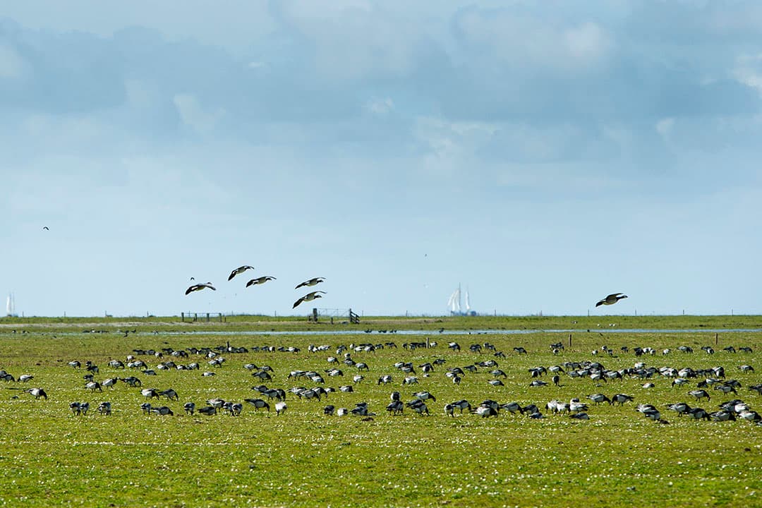 Foto: Anne van der Woude
