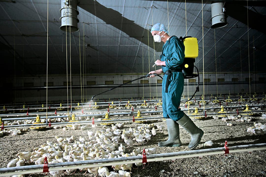 NCD-sprayenting. Zo zou ook het vectorvaccin tegen vogelgriep toegediend kunnen worden.