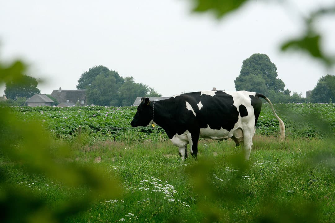Foto: Henk Riswick