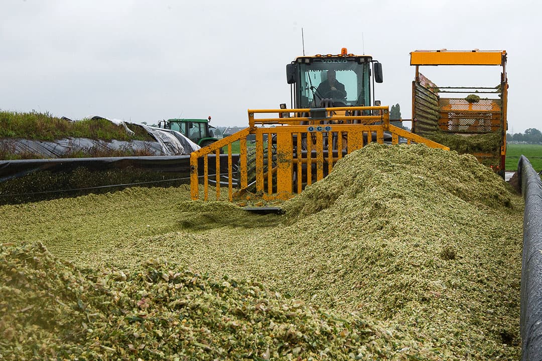 De opbrengsten van mais variëren in een gemiddeld groeiseizoen van 15 tot 18 ton droge stof per hectare. Kwekers zien nog altijd veel genetische vooruitgang. - Foto: Ronald Hissink