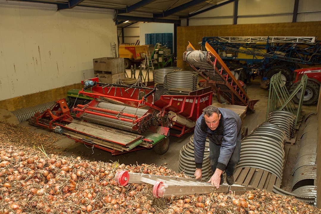 Normaal gesproken ligt deze schuur helemaal vol met uien. Gillis Klompe hoeft dit jaar echter niet tegen de schotten op te klimmen om zijn uien te bekijken. - Foto: Peter Roek