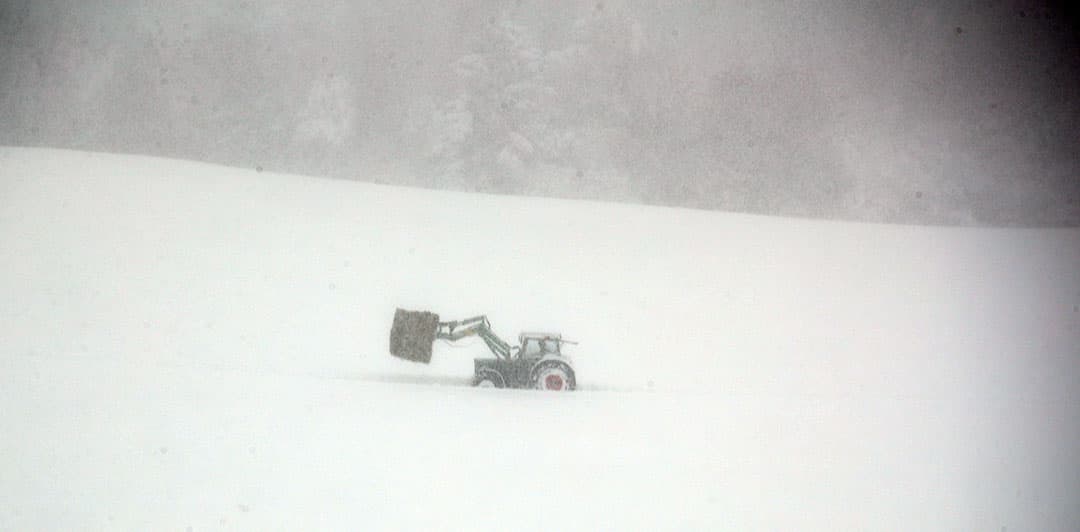 Een Duitse boer rijdt met een pak stro door de sneeuwmassa in Irschenberg, in het zuidoosten van Duitsland. In de regio rond de Alpen zijn de afgelopen dagen tientallen centimeters sneeuw gevallen. Aan de andere kant van de grens, in Salzburg, schieten boeren de ruimingsdiensten te hulp. 350 boeren zijn een  winterdienst  gestart en zetten hun materieel in om 90 steden en dorpen sneeuwvrij te maken. De boeren ontvangen een vergoeding voor hun inzet.  - Foto: Reuters