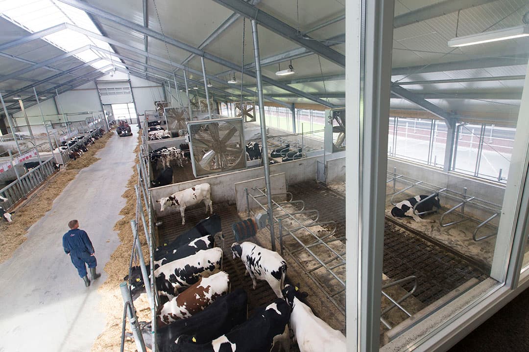 Bij de KI-organisaties, zoals hier in het CRV Dairy Breeding Center, is een vast deel van de stieren roodbont. - Foto: Anne van der Woude