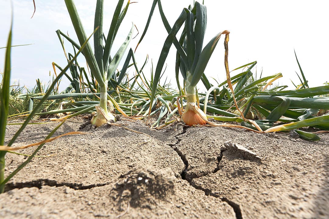 Droogte in de uien. - Foto: Hans Prinsen