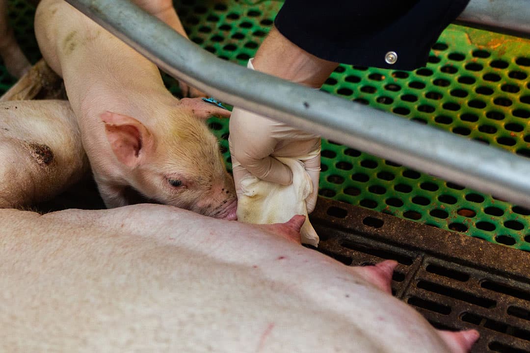 In de Verenigde Staten is aangetoond dat deze methode met uierdoekjes een vergelijkbare betrouwbaarheid heeft als het onderzoek met ballen en staarten van de biggen of 25 bloedjes tappen in de kraamafdeling. Varkensdierenarts Pieter van Rengen heeft het voortouw genomen om in Nederlandse situatie deze methodiek te onderzoeken. - Foto: Ronald Hissink