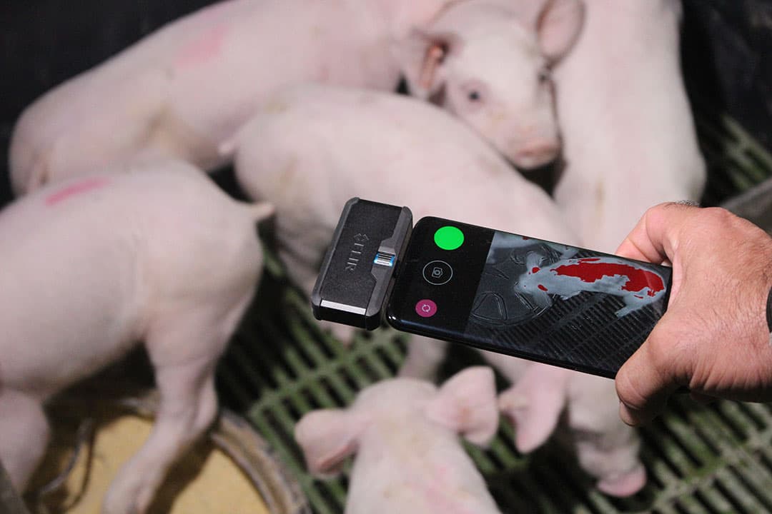 Een groene stip: dier gedetecteerd, geen reden tot zorg. Het FLIR On- opzetstuk voor een thermografische camera is verkrijgbaar voor ¬ 250-¬ 475; de Degree2act-app is gratis te downloaden. - Foto's: Vincent ter Beek