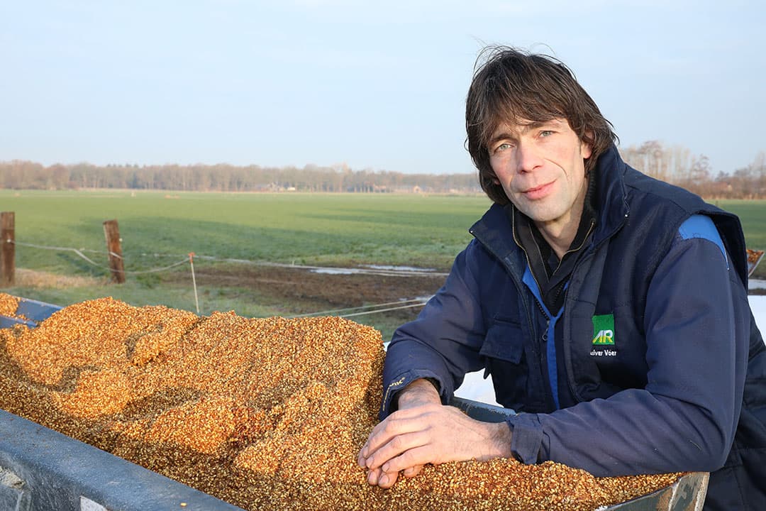 Vanwege een tekort aan snijmais blijven we sodagrain voeren tot aan de nieuwe maiskuil in 2019. De rustige vertering en buffering van sodagrain zijn de belangrijkste voordelen van dit product , zegt Schut.