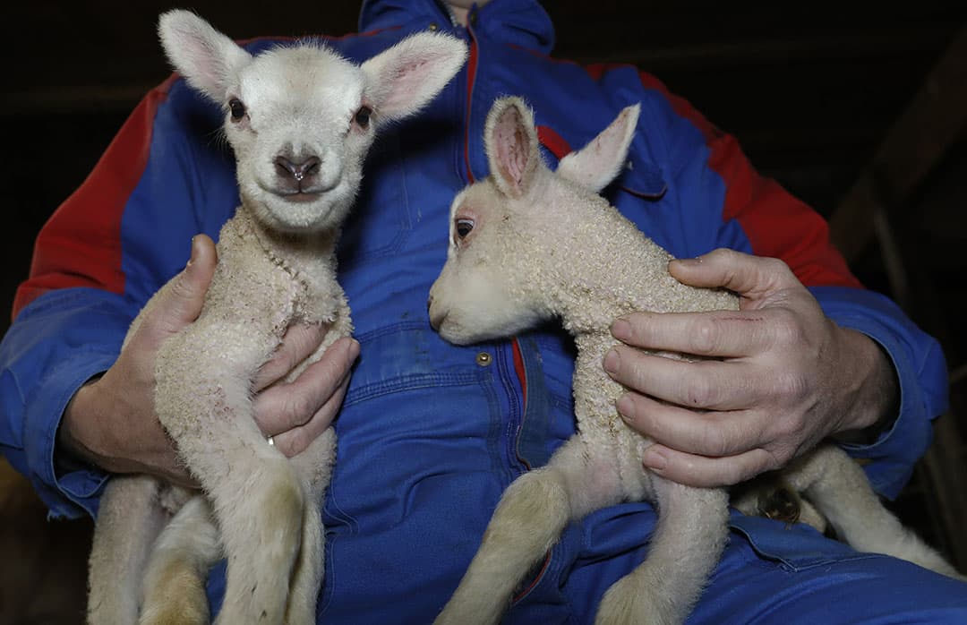 Koreaanse varkenshouders in Cheongyang, een dorpje in het zuiden van Zuid-Korea, brengen hun varkens naar buiten. Het jaar van het Varken begint, volgens de Chinese jaartelling tenminste. Een keer in de 60 jaar wordt het varken gecombineerd met de kleur geel. Dat is dit jaar het geval. Volgens de Chinezen en Koreanen is het Gouden Varken een nog grotere geluksbrenger. Hier past het beeld van de dieren, die met hun ronde vorm en grote oren symbool staan voor geluk, in de gouden zonnestralen, goed bij. - Foto: EPA