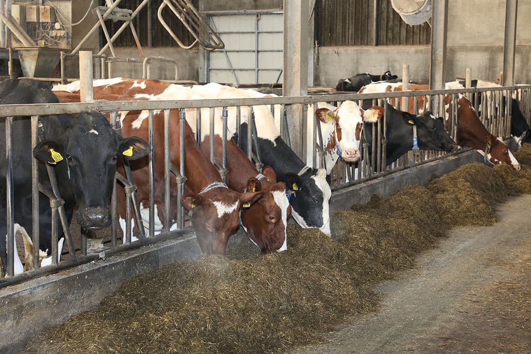 De sodagrain is opgeslagen in een slurf op het erf, die oorspronkelijk 15 meter lang was. Per keer wordt 31 tot 35 ton sodagrain in de slurf geperst, genoeg voor ongeveer 5 maanden.