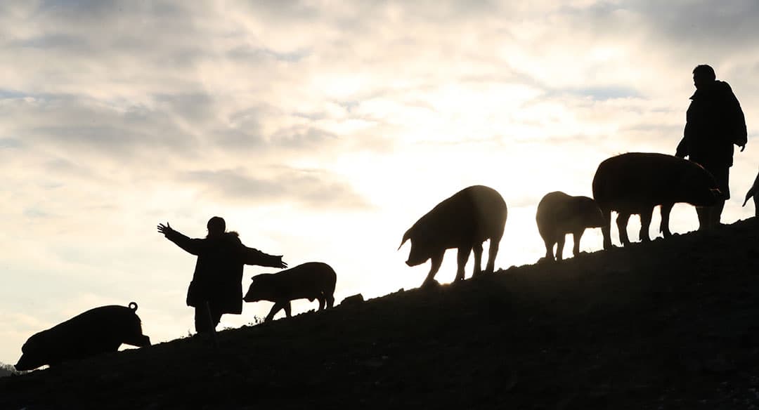 Het landbouwlandschap wordt in Neurath, in Duitsland net over de Nederlandse grens, gedomineerd door windmolens en hoogspanningskabels. In Duitsland wordt al 33% van de energie opgewekt met windmolens en zonnepanelen. In Nederland is de verwachting van de Universiteit Utrecht dat in 2030 een derde van de energie afkomstig is van zonnepanelen. - Foto: DPA