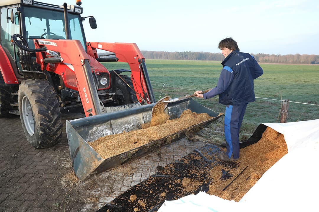 Het mengsel sodagrain, mineralen en krijt wordt voor de maiskuil leeggestort.
