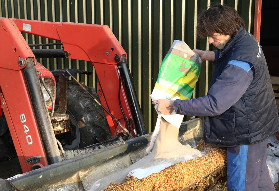 Tussendoor schuift Schut nog even het voer aan voor het jongvee.