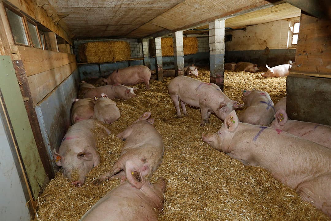 Foto: Henk Riswick