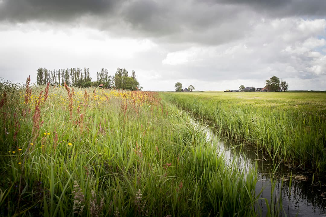 Foto: René den Engelsman