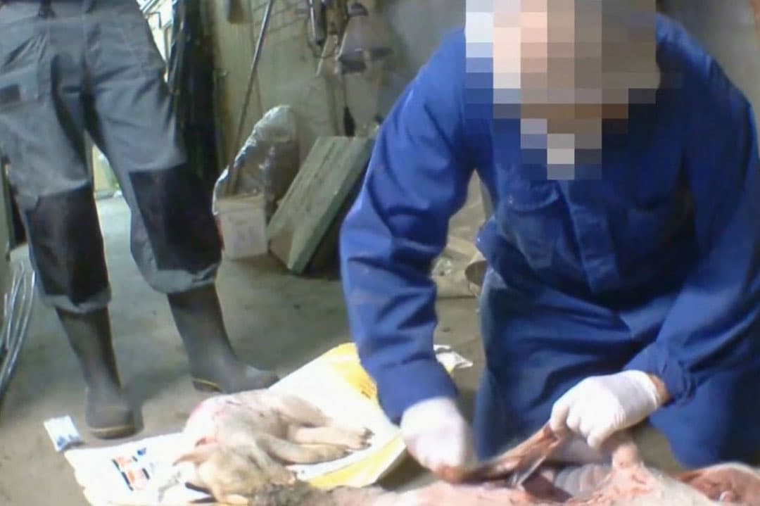 Screenshot film Animal Rights
