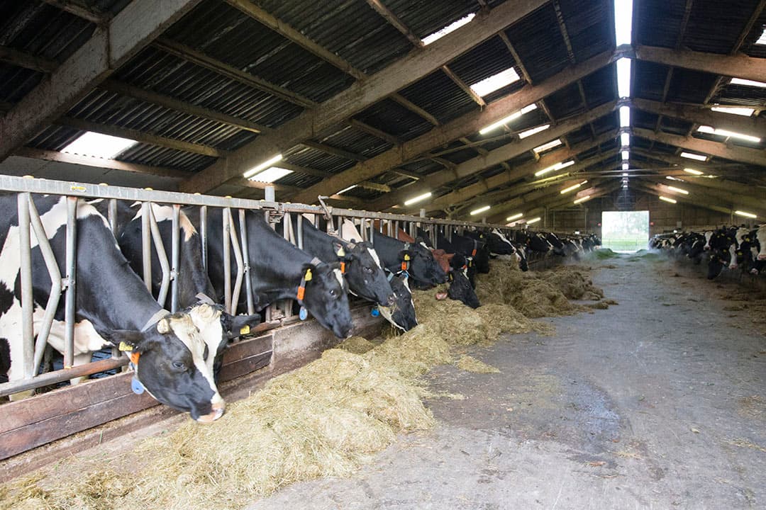 Foto: Anne van der Woude