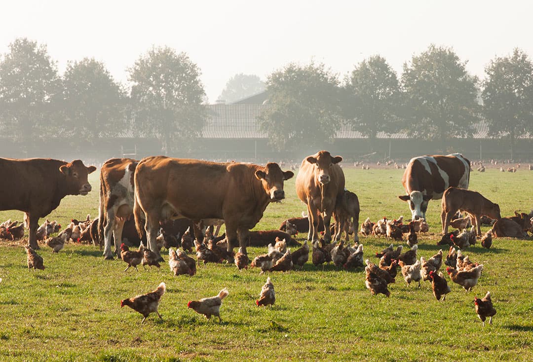 Foto: Hans Banus