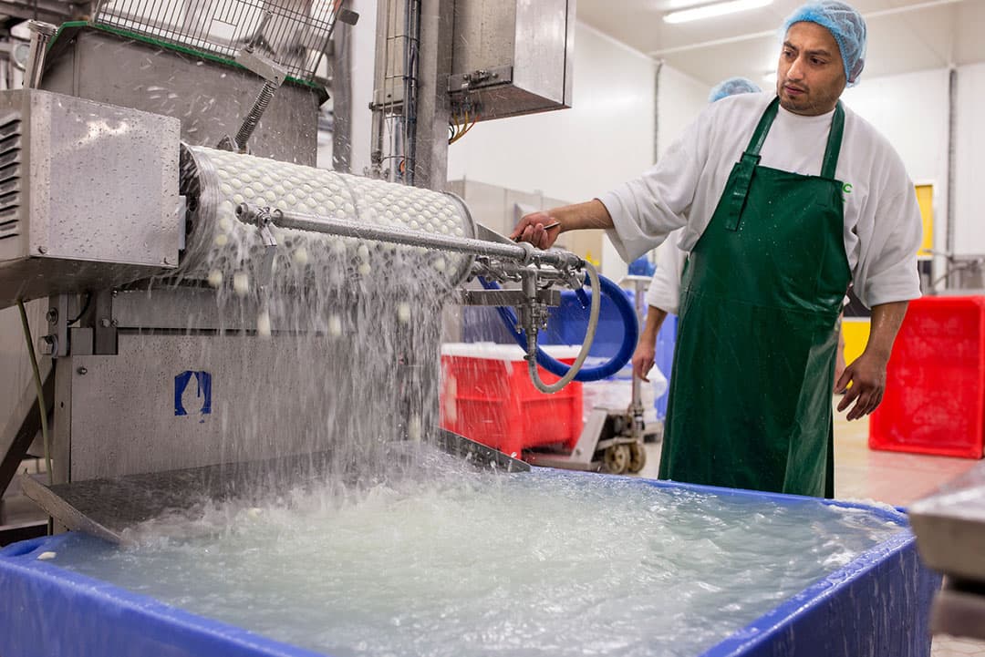 Mozzarella-productie bij FrieslandCampina in de te sluiten en niet rendabele fabriek in Bree.