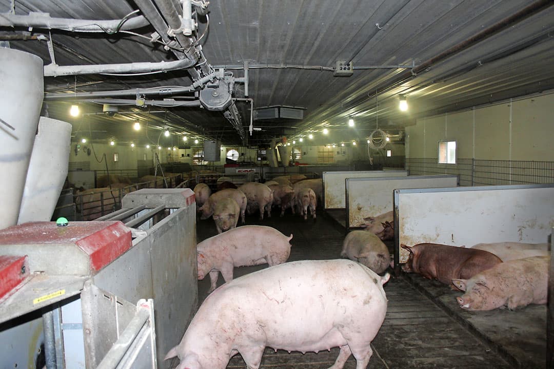 Foto: Jan Engwerda