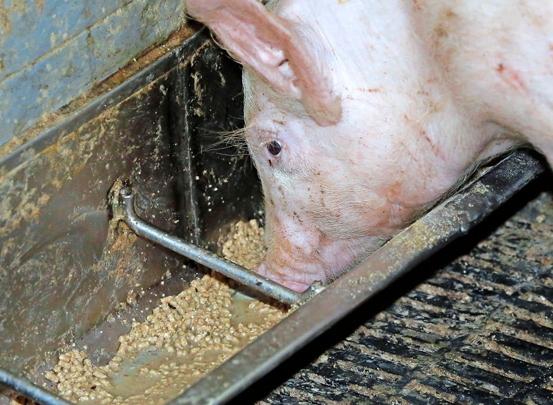 Vitamine B2 wordt toegevoegd aan diervoeders. Door een EU-verbod dreigt er een tekort aan biologische diervoeders.