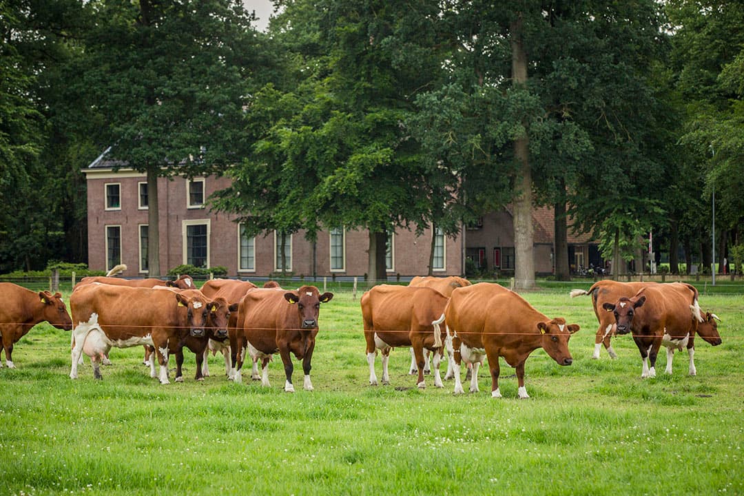 Foto: Koos Groenewold