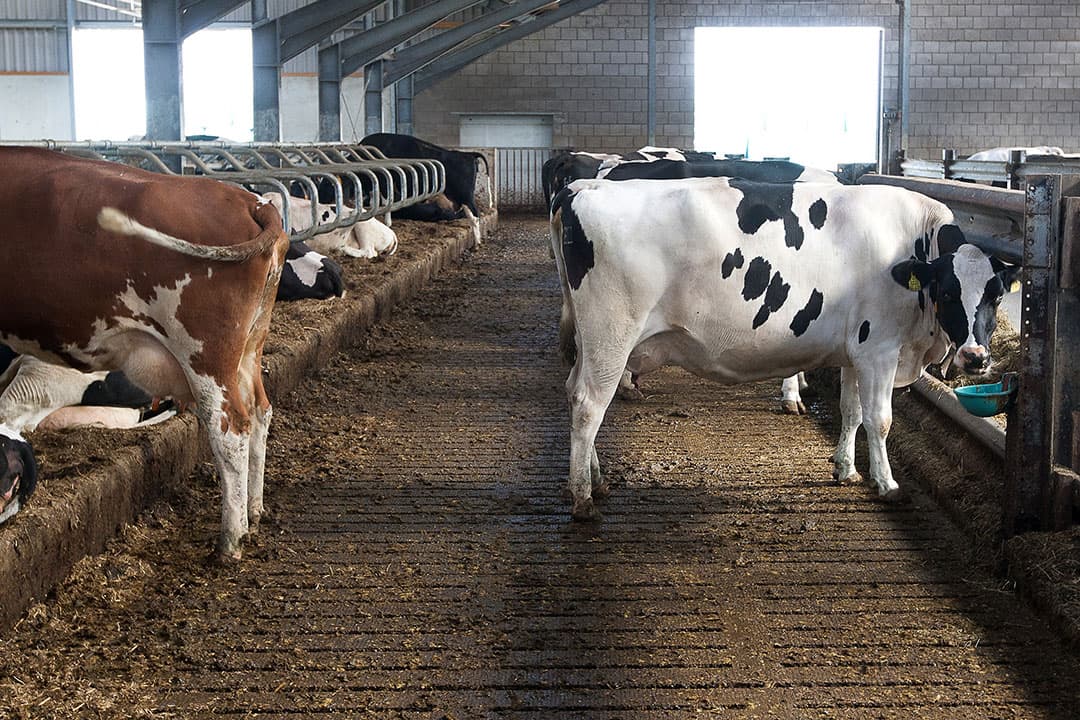 Het aantal uitgegeven fosfaatrechten overschrijdt het fosfaatplafond. De Tweede Kamer debatteert donderdag over het fosfaatrechtenstelsel. - Foto: Ronald Hissink