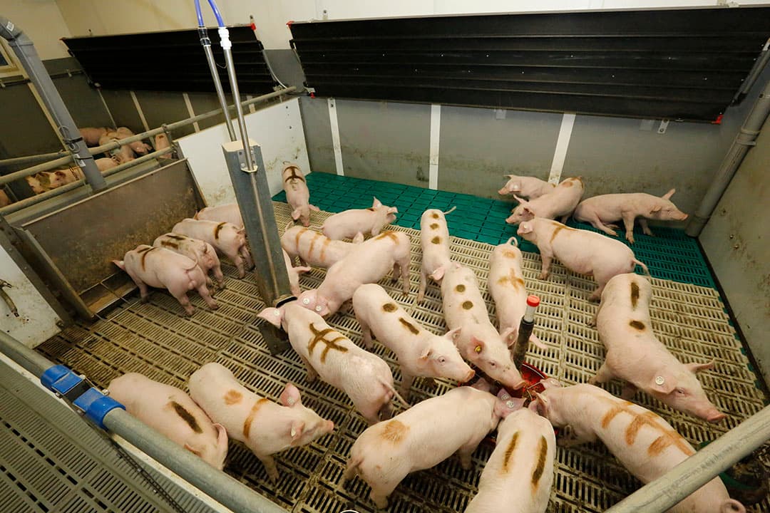 Experimenten met krulstaarten op het Duitse proefbedrijf Futterkamp.