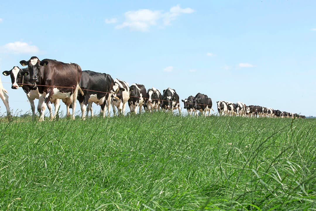 Foto: Koos Groenewold