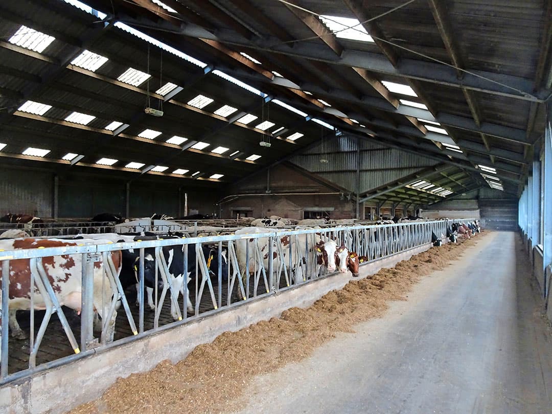 De milieuvergunning voor dit bedrijf is ruim en voorziet in 176 melkkoeien, 90 stuks jongvee en 540 vleesvarkens. Links vooraan is het melkveegedeelte van het bedrijf te zien.