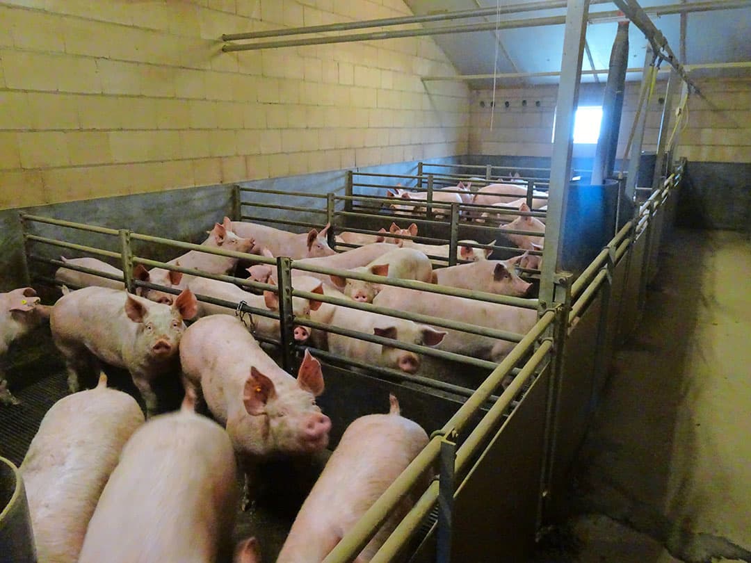 Een overzicht in de vleesvarkensstal aan de andere kant van het erf. Er is een milieuvergunning en capaciteit voor 540 vleesvarkens. Deze stal uit 1993 zit in de stoppersregeling, maar doorgaan is een optie. Dan is alleen wel een nieuwe luchtwasser nodig. Binnen de milieuvergunning is intern salderen een optie als varkens minder goed bij je passen.