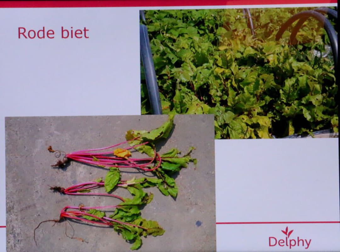 Delphy onderzoekt ook al een tiental jaren hoe verschillende gewassen reageren op zout in de bodem. Projectmanager Cor van Oers heeft de resultaten tot nog toe weer gegeven in een rapport. Tijdens deze bijeenkomst geeft hij een korte impressie van de bevindingen.