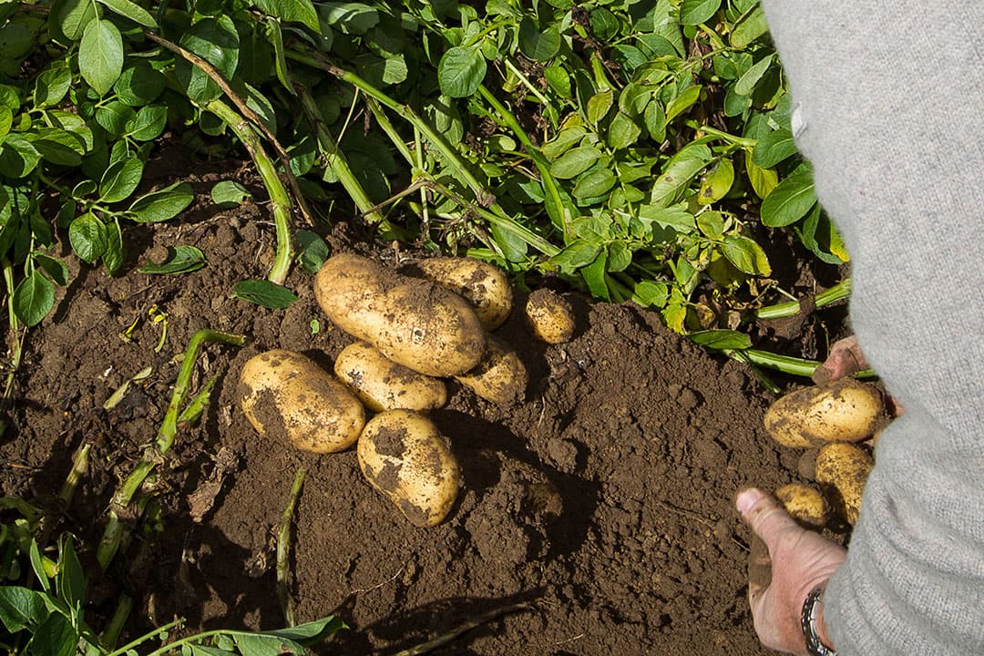 Challenger-aardappelen in het veld, enkele jaren geleden. - Foto: Peter Roek